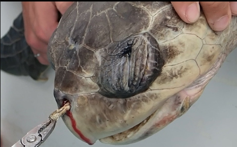 olive ridley sea turtle with plastic straw lodged in nostril