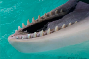 Orca Teeth