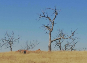 Drought Riddled Australian Trees