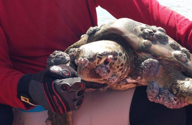 Turtle with fibropapillomatosis caused by the herpes virus