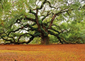 The ancient oak