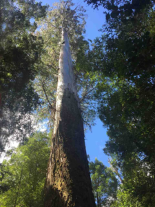 Mountain ash - king of eucalyptus
