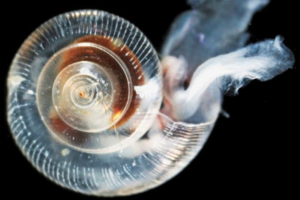 Dissolved Shells - Article: Ransacking Nature