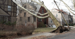 Fallen Tree - Article: Ransacking Nature
