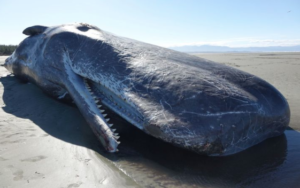 A Deaf Whale is a Dead Whale - Article: Ransacking Nature