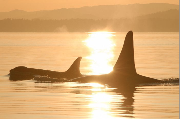 Orcas at sunrise