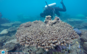 Vegan-Diving-Great Barrier Reef