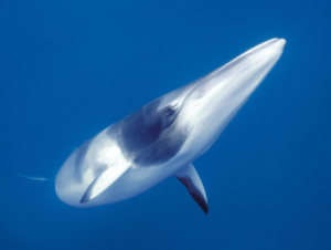22-foot long, 11-ton minke whale