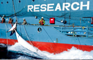Whaling Vessel represented as research vessel