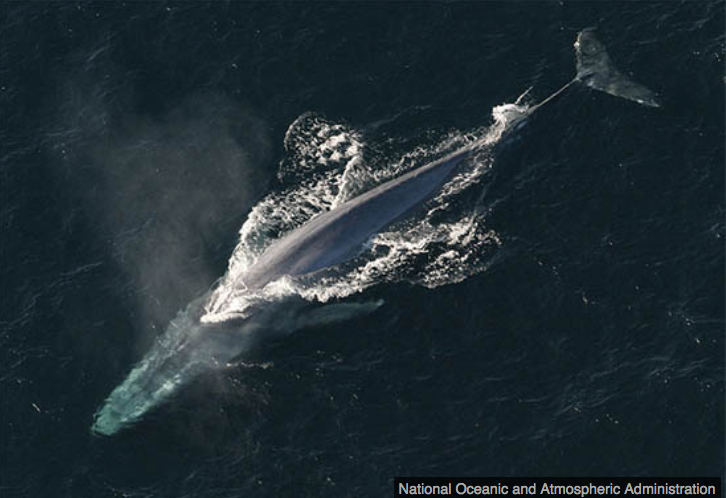 Blue Whale - Iceland Whaling