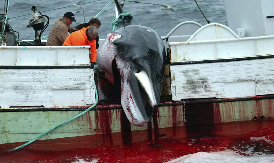 Executed Whale - Iceland Whaling