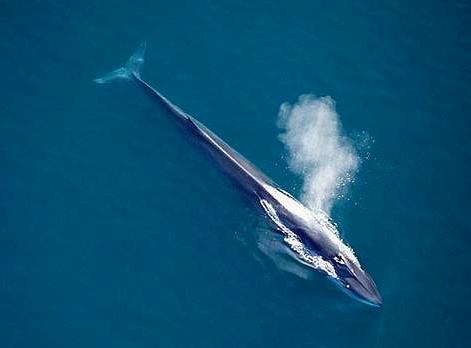 Fin Whale - Iceland Whaling