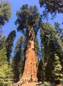 Trees - General Sherman Redwood