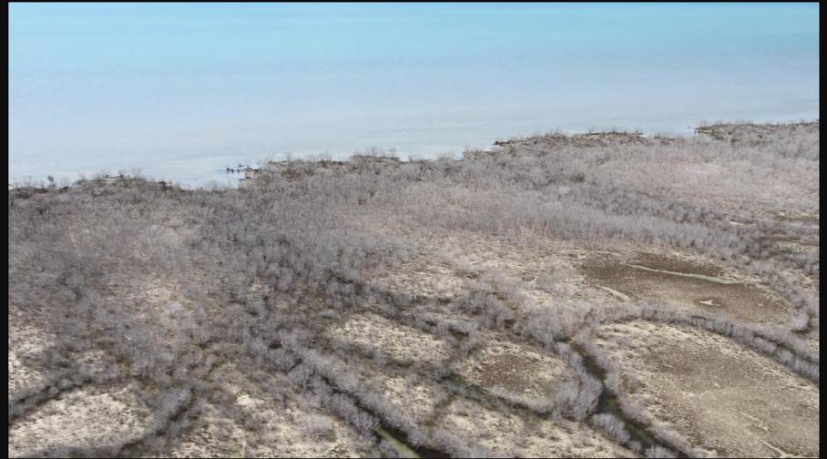 Mangroves - Unprecedented Crime