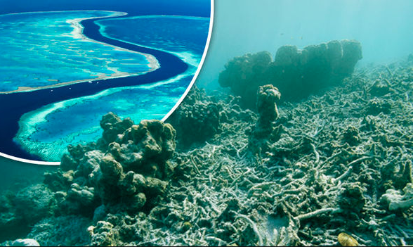 Great Barrier Reef - Unprecedented Crime