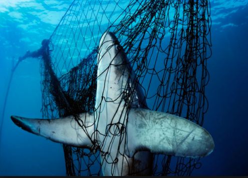 Shark caught in fishing net. [Extinction of Sea Turtles]