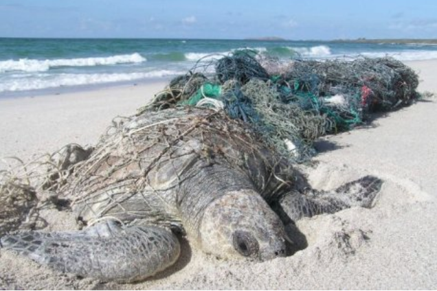 Sea Turtles caught in ghost nets