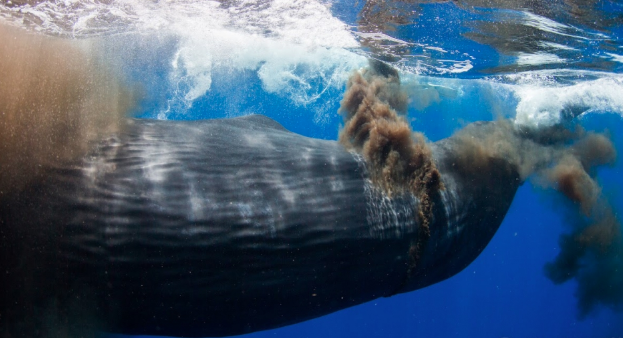 Sperm whale fecal plume