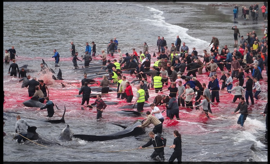 Faroe Islands Whale Bloodbath