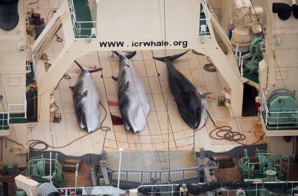 Japan whaling illegally in sanctuary
