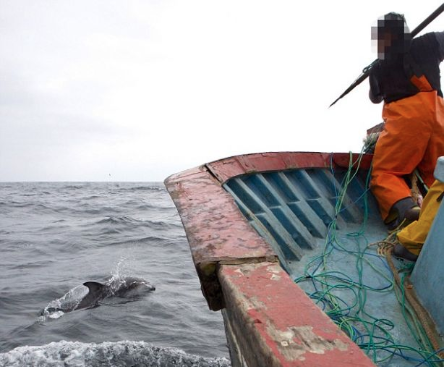 Whaling - Peruvian Fisherman killing dolphins for bait