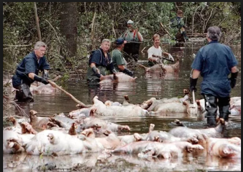 Drowned pigs and chickens during hurricane florence