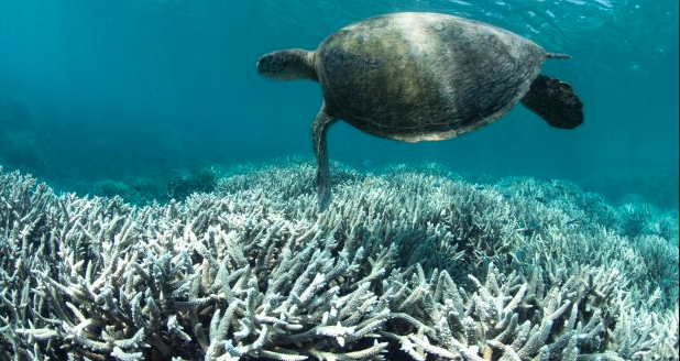 Fossil Fuels - Masterpiece Sea Turtles