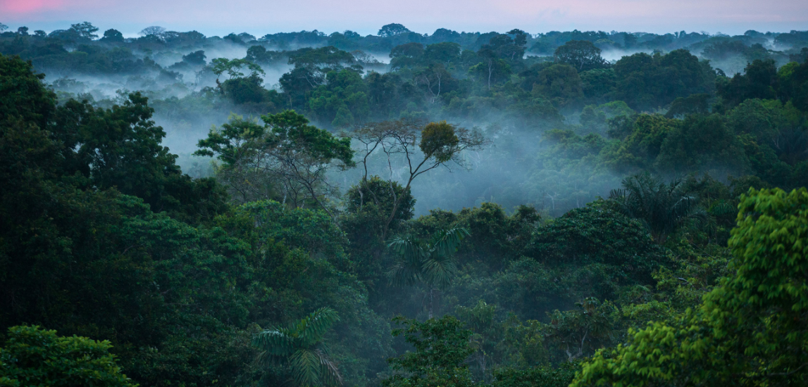 Bees - Amazon rainforest clouds