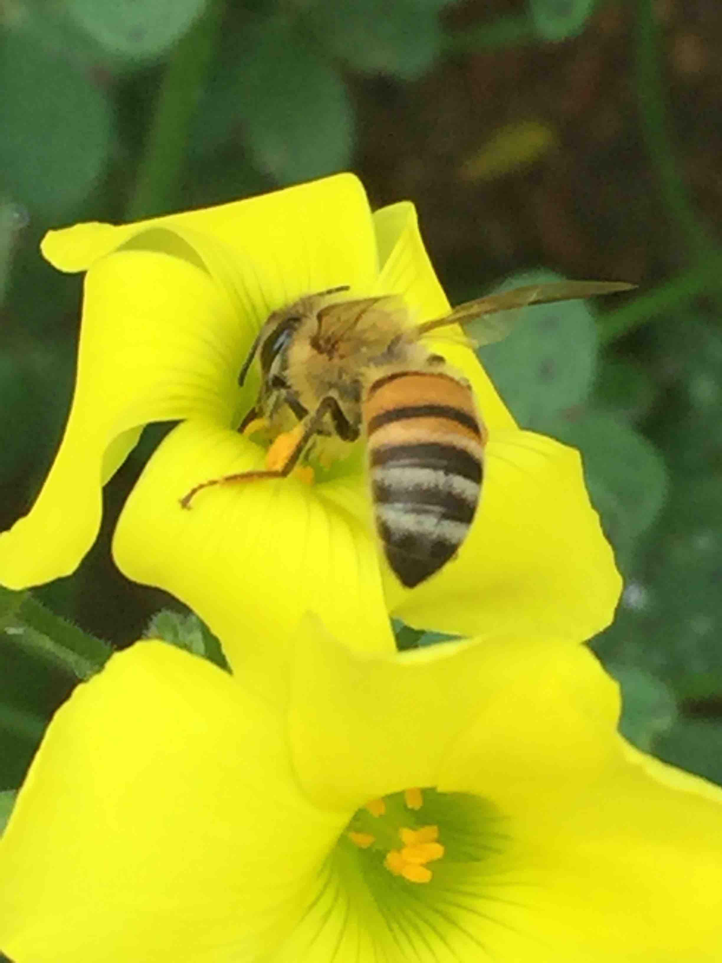 Bees - worker bee collecting pollen