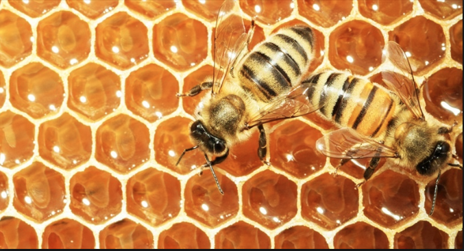 Bees - honeybees