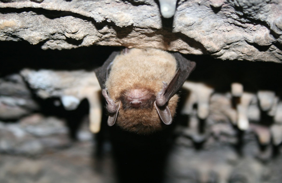 Bats - Little brown bat