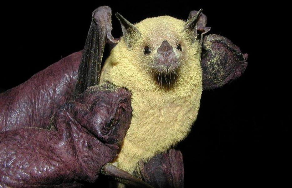 Bats - long-nosed bat
