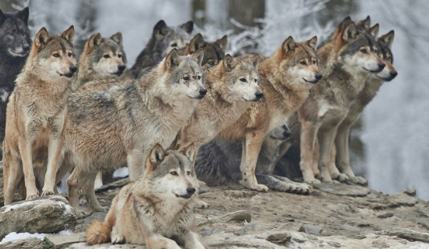 Family of wolves