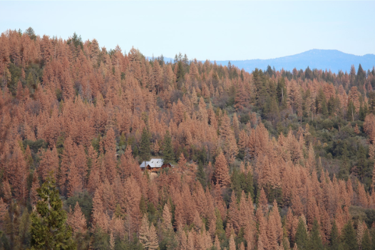 Climate Crisis - California Tree Graveyards