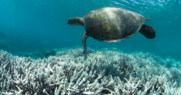 Climate Crisis - Sea Turtle in Reef