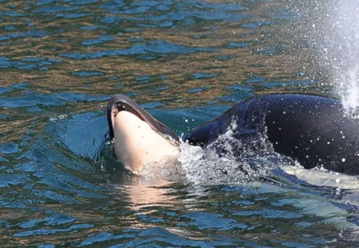Extinction - Orca grieves carrying dead calf