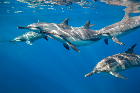 Empty the Tanks - Spinner Dolphins in the Ocean