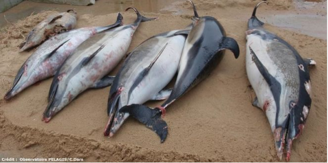 Dolphin Deaths