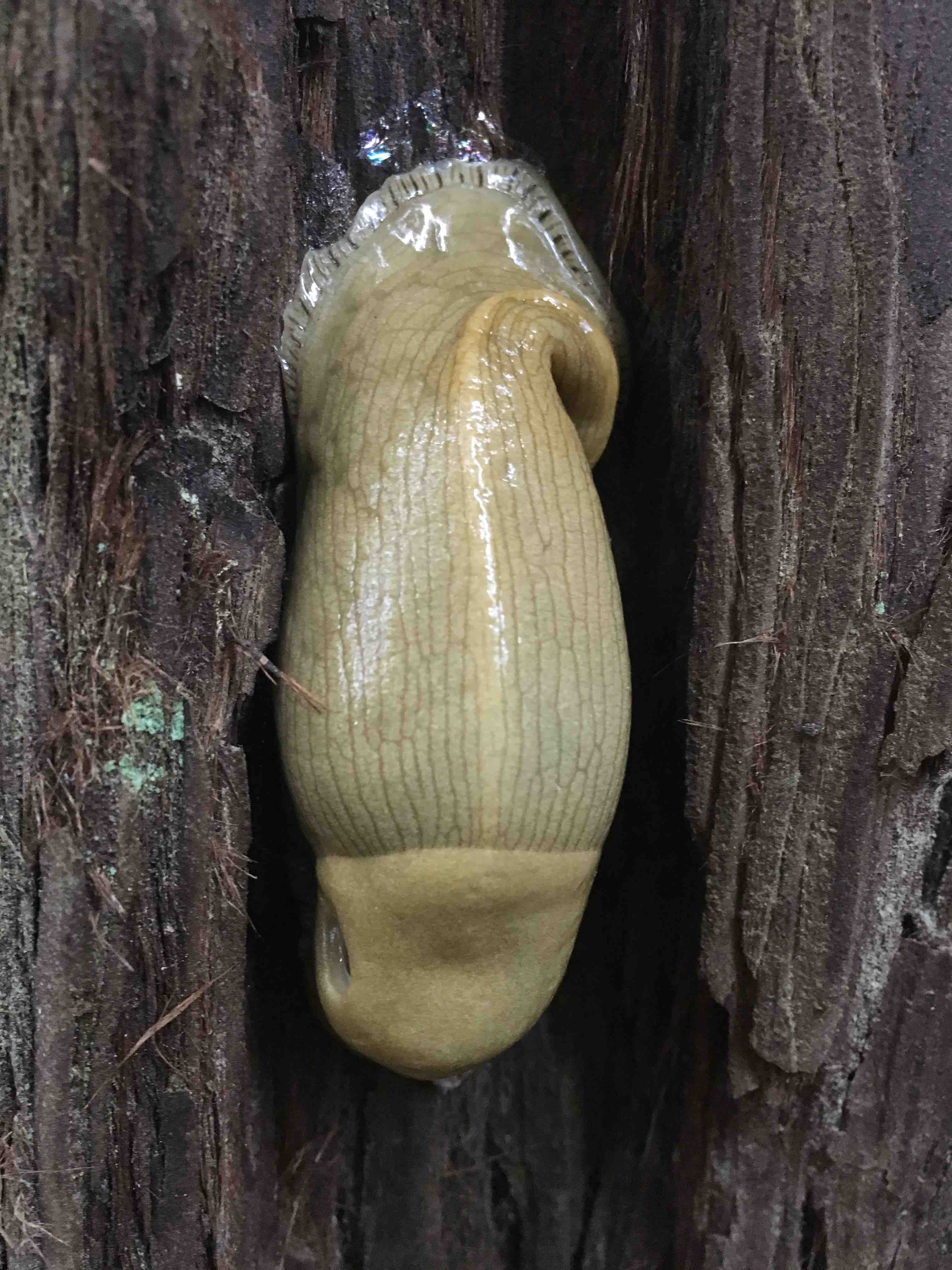 banana slugs protect redwoods