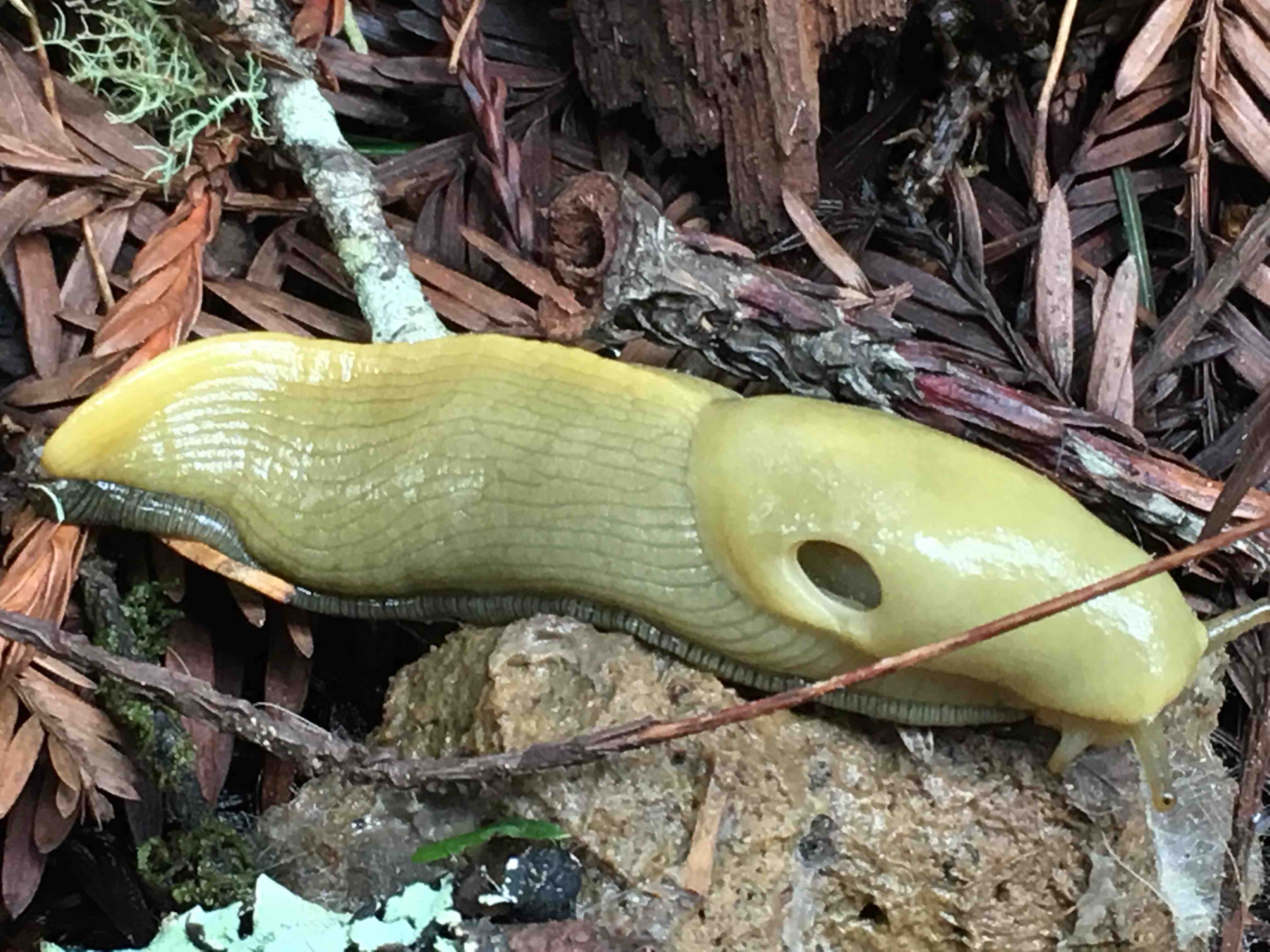 banana slugs protect redwoods