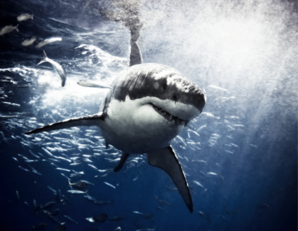 Sharks and Covid-19 vaccine 