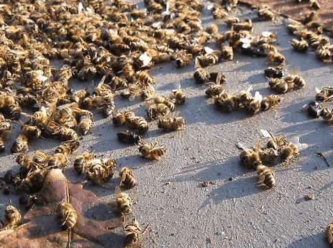 bees are in trouble
