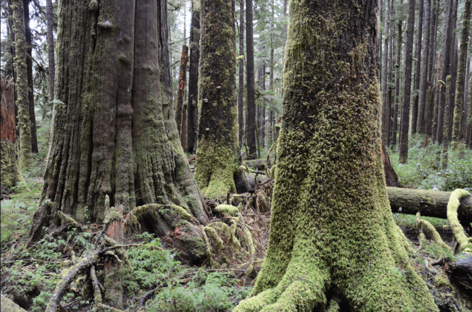 Giant British Columbia Trees