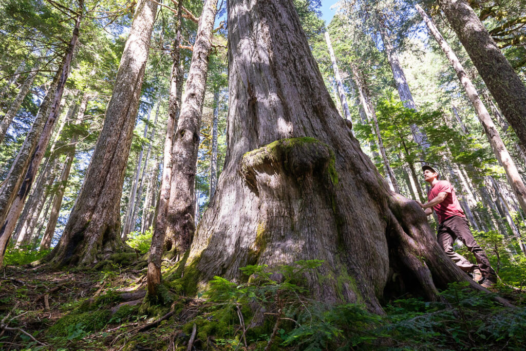 Old-Growth Rainforests
