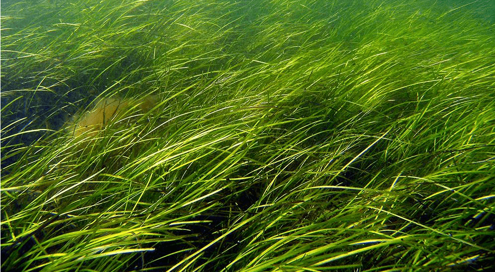 Climate and Sea Grass