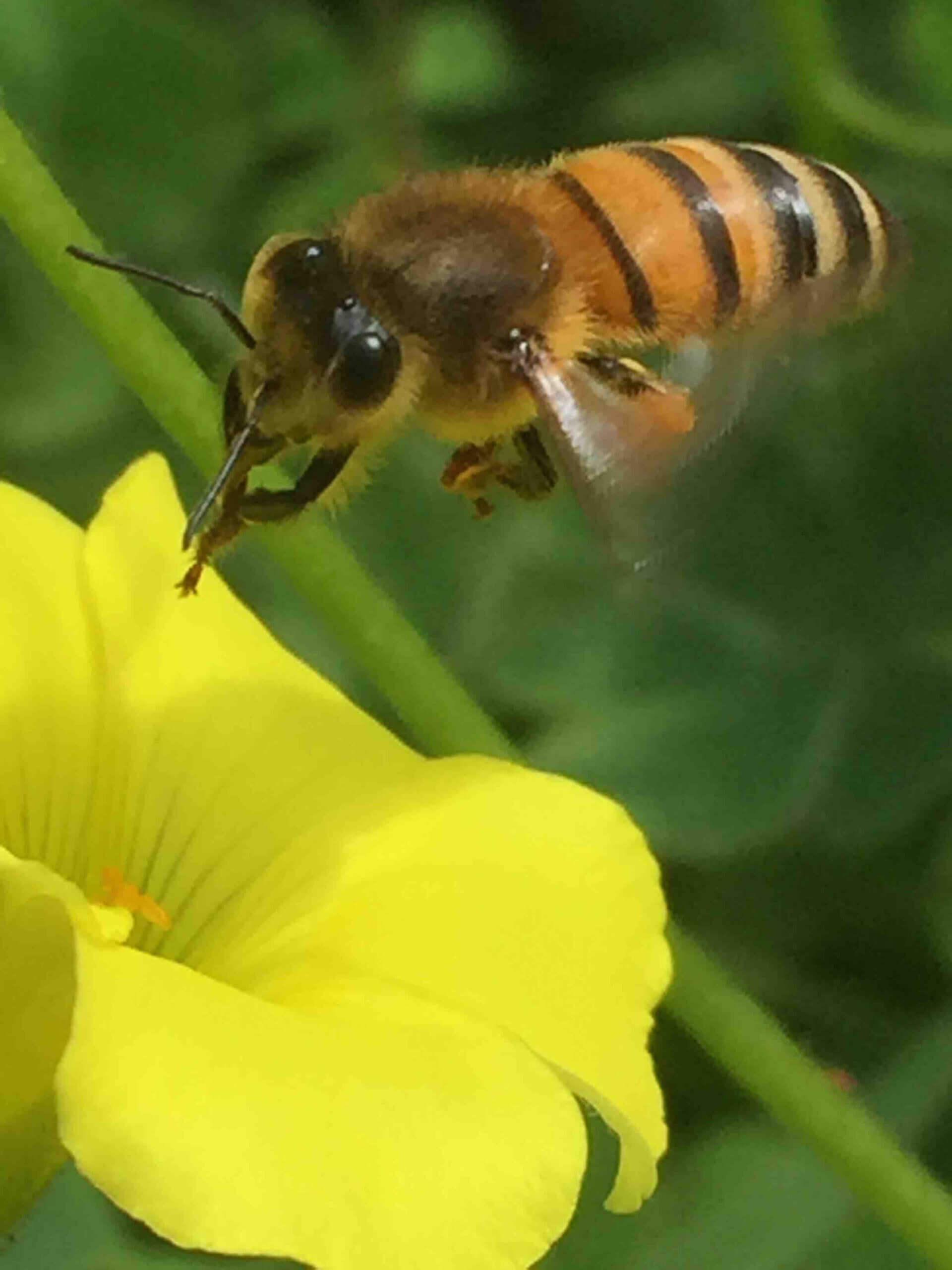 Neonicotinoids - Forager Bee