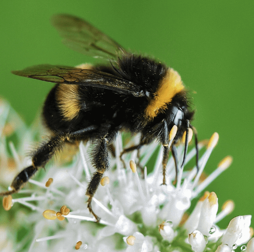 American Bumblebee