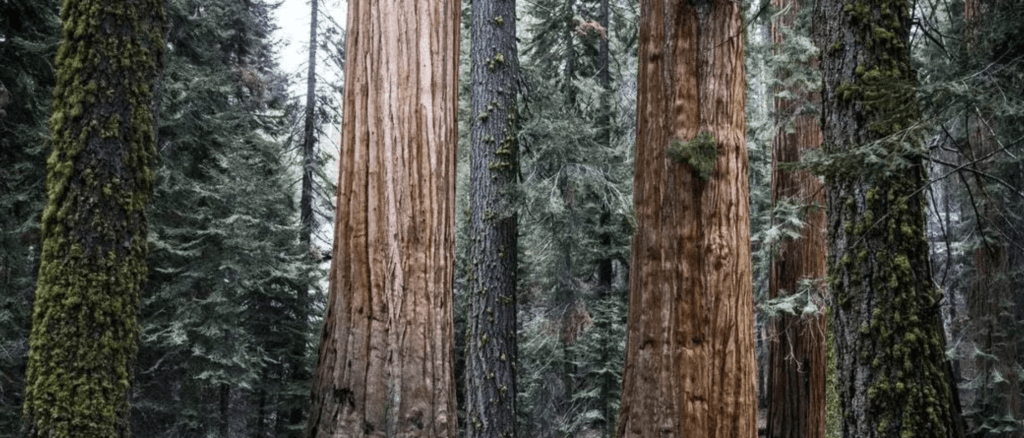 Old-Growth Forests