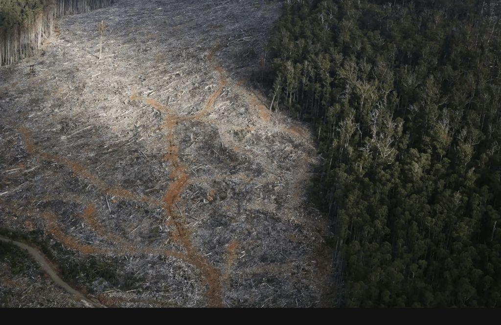 Destruction of Native Forests