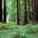 Nature Poem - Reese Halter - Green Forest